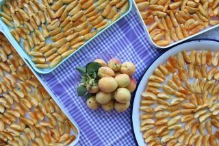 Fondant aux abricots : recette de gâteau moelleux d'été